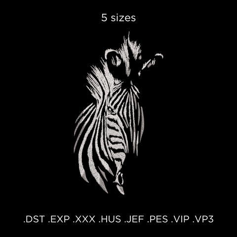 Zebra on Black Background